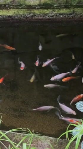 Visitor documents botanical garden with koi pond in Cherkasy