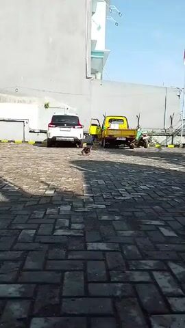 The video shows a small tabby cat in a paved parking lot. The cat is facing the camera and standing near a white car and a yellow truck. The cat sits briefly then runs away.