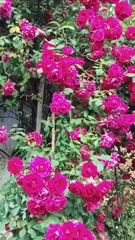 The camera pans down an archway covered in blooming pink roses, revealing a garden with white roses and a brick building.