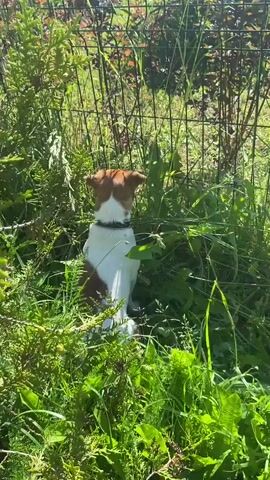 A Jack Russell Terrier dog sits in tall green grass, facing away from the camera. The dog has a white body with brown patches on its head and back. It wears a black collar. The dog is surrounded by lush vegetation, including ferns and broad leaves. Sunlight filters through the foliage, creating dappled patterns. In the background, a dark metal fence is partially visible. The dog's tail is visible, and it appears to be sniffing or looking intently at something in the grass or beyond the fence. The scene is set outdoors on a sunny day.