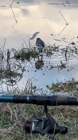 A small black and white bird stands in shallow water near a grassy bank. The water is reflecting the sky, which seems overcast. In the foreground, a fishing rod and reel are lying in the grass. The bird pecks at something in the water, then stands still, looking around. There are some thin, dry reeds and green plants visible in the water. The bird’s reflection is visible in the calm water.
