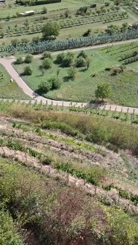 An aerial drone shot captures a rural landscape with fields and vineyards. A paved road winds through the scene, with a white vehicle driving on it. The fields are green and appear to be agricultural, with rows of crops or trees. The vineyards are on a hillside, with bare vines visible in some sections and green foliage in others. The overall environment is natural and appears to be in a warm climate.