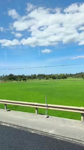 The video shows a view from a moving vehicle. The scene is dominated by a vast, bright green field, likely a rice paddy, stretching out under a clear blue sky dotted with fluffy white clouds. A light gray concrete barrier with a yellow horizontal railing runs along the edge of the road in the foreground. The road surface, which appears to be asphalt, is visible at the bottom of the frame. In the distance, a line of trees and foliage forms a backdrop to the field. Several utility poles and wires are also visible against the sky. The perspective suggests the viewer is looking out of a car window as it travels alongside the field. There are no people or animals visible in the frame.