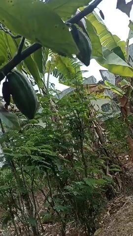 The video shows a close-up view of a plant with large green leaves and a fruit that appears to be a cacao pod hanging from a branch. The pod is elongated and green. In the background, there are more green leaves and vegetation, as well as what appears to be a building and a cloudy sky. The camera moves slightly, offering different perspectives of the plant and its surroundings. The ground is covered with dry leaves and twigs.