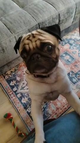 A pug dog with a black collar stands on its hind legs, with its front paws resting on a person's leg. The dog is looking up at the person. The dog has a wrinkly face and a black snout. The person is wearing blue jeans. To the left of the dog is a colorful rope toy. Behind the dog is a patterned rug in shades of blue, orange, and white. Behind the rug is a gray couch. The person speaks to the dog and asks if it wants to play with the toy.