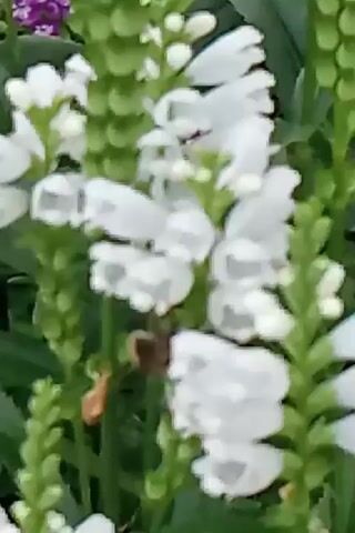 The video shows a close-up of white flowers with green stems and leaves. A bee is visible on one of the white flowers, collecting nectar. The background is blurred green foliage. The video is short, lasting only a few seconds.