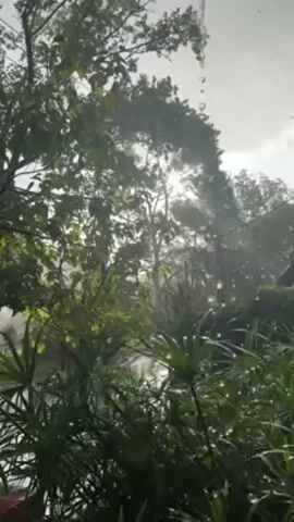 The video shows a heavy rain falling on a lush, green garden. The rain obscures the view of a body of water, presumably a pond or lake, in the background. Trees with dense foliage surround the garden, and raindrops streak across the lens, blurring the scene further. The lighting is dim due to the heavy cloud cover.
