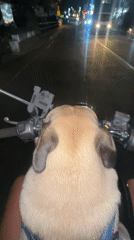 Motorcyclist rides through Denpasar with pug passenger at night