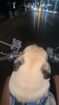 Motorcyclist rides through Denpasar with pug passenger at night