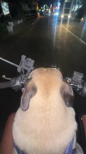 Motorcyclist rides through Denpasar with pug passenger at night
