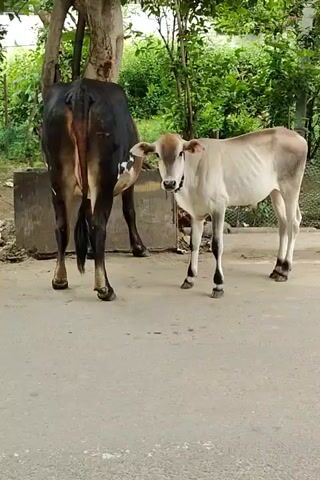 A black cow and a light-colored calf stand on a paved surface. The cow is positioned with its rear facing the camera, while the calf stands to its right, facing the camera. The calf is nuzzling the cow's flank. The background consists of greenery and a tree.