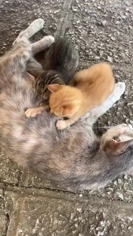 A mother cat lies on a rough, gray, stone-like surface. Three kittens are clustered around her, feeding. One kitten is a ginger color, another is a tabby, and a third is dark gray. The mother cat's fur is a mix of gray, brown, and orange, appearing to be tortoiseshell. The kittens are nestled against her body. The scene is captured from a high angle, looking down at the cats.