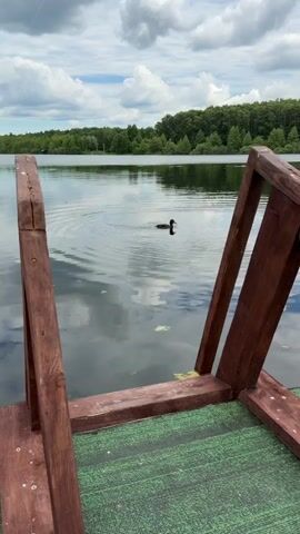 The video captures a calm lake scene with a lone duck swimming in the water. In the foreground, a wooden structure resembling part of a dock or pier is visible. The duck is in the middle ground, creating ripples as it moves through the water. The background features a lush green forest bordering the lake under a cloudy sky.
