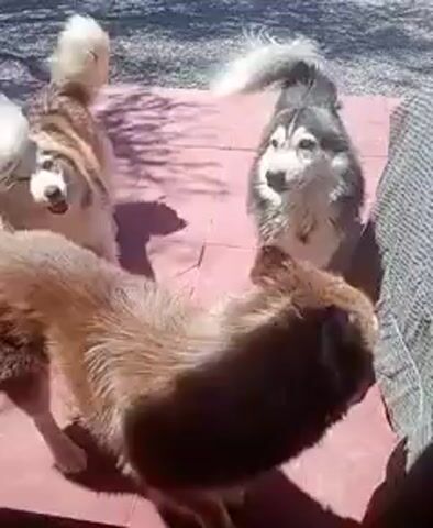 The video shows three dogs on a red surface, likely a patio or walkway. One dog is mostly brown, another is grey and white, and the third is a lighter tan color. All three dogs have fluffy tails. The dogs appear to be alert and looking around. There is a grey object in the background, possibly furniture. Trees cast shadows onto the red surface. The scene appears to be outdoors.