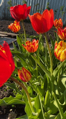 Garden tulips bloom in red and yellow display