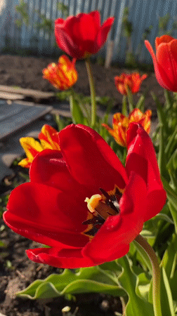 Garden tulips bloom in red and yellow display