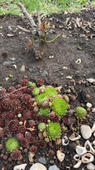 Spring gardening and rural life documented in Chaikovsky, Russia