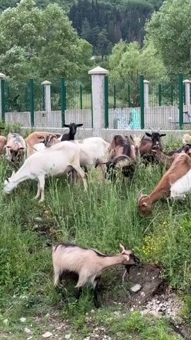The video shows a herd of goats of various colors grazing in a grassy area in front of a fence and a building. The goats are eating grass and some yellow flowers. The environment consists of green foliage and trees in the background. The weather appears overcast.