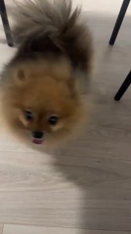 A small, fluffy, light brown Pomeranian dog sits on a light-colored wooden floor. The dog is facing mostly forward with its head slightly turned to the right. Its mouth is open, and its pink tongue is visible. The dog's tail is curled over its back and appears fluffy. Two black chair legs are visible in the background, casting shadows on the floor. The lighting appears to be artificial and from above. The dog is the sole subject of the video.