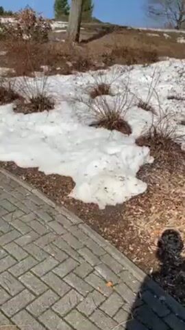 The camera pans up from a pile of melting snow and small, rounded bushes to reveal a small hill covered in brown grass and a few trees. The trees are bare, and the sky is blue. As the camera continues to pan, more trees and snow-covered ground are visible. The scene appears to be a park or wooded area in early spring.