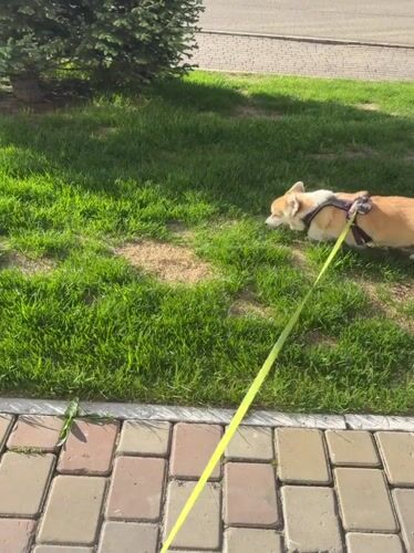 Daily life moments documented across Krasnoyarsk on sunny June day