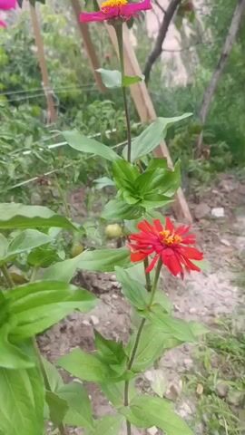 This is a close-up video of several zinnia flowers in various stages of bloom, some appearing closer to the camera than others. The flowers are predominantly pink and red, with yellow centers. The background is a garden setting with green foliage, a fence, and wooden stakes. The lighting suggests it is daytime.