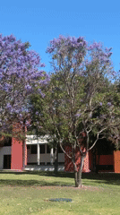 Jacaranda trees bloom in San Andrés Cholula campus
