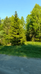 Forest drive documented near Oktyabr'skii, Russia