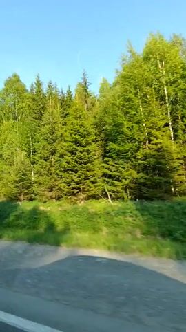 The video, shot from a moving vehicle, shows a lush green forest under a clear blue sky. The road appears unpaved.  The mix of tree types, including birches and evergreens, suggests a temperate or boreal climate.  Music plays in the background.