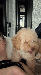 Casual afternoon with small dogs documented in Bila Tserkva