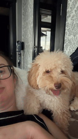 Casual afternoon with small dogs documented in Bila Tserkva