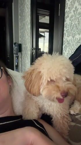 Casual afternoon with small dogs documented in Bila Tserkva