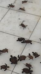 Sea turtle conservation efforts documented at Gili Meno facility