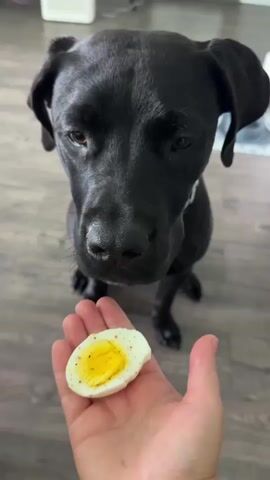 A black dog with its head tilted down, looking at a halved boiled egg with a yellow yolk that is being held in a person's open palm. The background is a wooden floor. The dog appears to be waiting for permission to eat the egg.