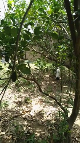 The video shows a short, jerky journey through a natural environment with lush green foliage. The camera moves from a somewhat cluttered outdoor scene with fallen leaves and branches on the ground to a more densely vegetated area. The lighting suggests it is daytime, with sunlight filtering through the leaves in some parts, and other parts being in shadow. No people or animals are visible. The perspective suggests the camera is being held by someone walking or moving through the terrain.