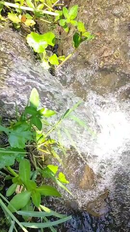 The video shows a small, shallow stream of water flowing over rocks. Green plants grow along the edges of the stream. The water is clear, and the sunlight reflects off the surface, creating a bright glare. The camera angle is from above, looking down at the stream.