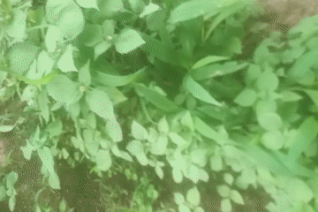 Outdoor exploration with plants, seeds, and refreshments on dirt path