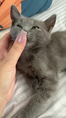 A close-up shot shows a person's hand with light skin and long fingernails painted in a pale purple shimmery color, gently stroking the face of a young gray cat. The cat has its eyes partially closed and appears to be enjoying the attention. The cat is lying on a striped surface, likely a bed or blanket. In the background, a blurred orange and dark blue fabric can be seen. The video is short, only a few seconds long, and captures a tender moment between the person and the pet.