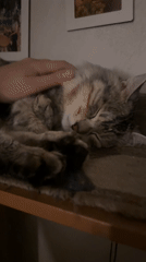 Tabby cat naps curled up on a shelf