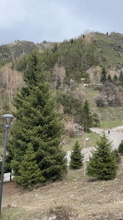 Morning outdoor activity documented near Almaty mountainous recreational area