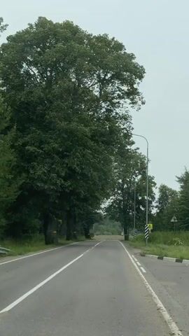 A POV shot from a moving vehicle captures a tree-lined road in Yel'niki, Russia. The road is asphalt, marked with a white double line down the center, indicating it's likely a two-way street. On either side of the road, large trees with full green foliage create a canopy overhead. Some of the trees have yellow bands around their trunks, possibly for marking or identification.

Streetlights are visible along the right side of the road, suggesting it's a public thoroughfare. Traffic signs, including a striped pole with a black and white pattern and a yellow diamond-shaped sign with a black symbol, are also present. In the distance, the road curves gently, leading towards a landscape dotted with more trees and fields.

The sky appears overcast and a pale gray, suggesting a cloudy day. The overall mood is serene and natural, with the dominant presence of greenery and the quiet hum of the road. The time of day is difficult to determine precisely due to the overcast conditions, but it appears to be daytime. There is no visible text in this clip, aside from potentially on the signs which are too far away to be legible.