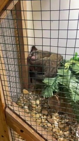 A small, furry animal is curled up inside a wooden and wire enclosure. The enclosure has a gravel floor and a faux green plant. The animal appears to be sleeping or resting, with its eyes closed and its body tucked in. It has dark fur with lighter markings and a long tail. The camera is positioned outside the enclosure, looking through the wire mesh.