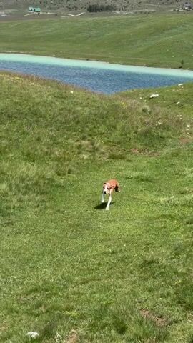 A tan and white dog runs playfully in a grassy field towards the camera, followed by a person in light pink and white plaid pants. The scene shifts to two similar dogs running in a wide shot, with a flock of sheep grazing on a green hillside under a blue sky with white clouds.