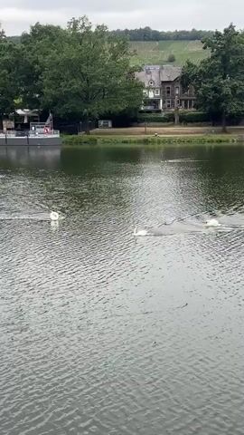Four white swans are swimming in a body of water. The water is choppy, with ripples and small waves. In the background, there is a boat docked on the left side of the frame. Further back, there are trees and buildings situated on a hill. The sky is overcast and cloudy.