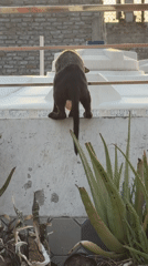 Stray cats with health issues observed on Delhi patios
