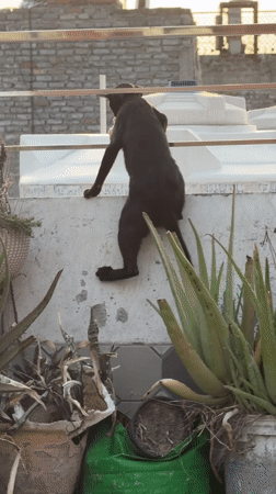 Stray cats with health issues observed on Delhi patios