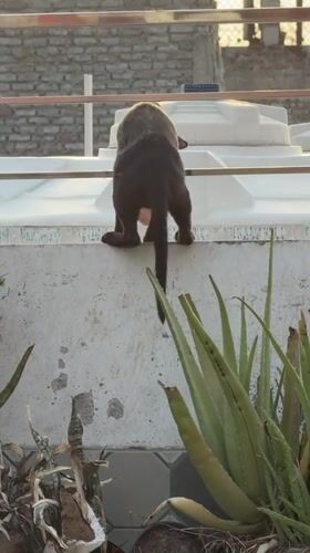 Stray cats with health issues observed on Delhi patios