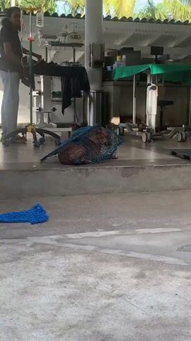 A small brown dog is curled up and contained within a blue net on a concrete step. A blue net is also on the floor next to the step. In the background, what appears to be a medical or veterinary facility is visible, with various equipment, including stainless steel bins, trolleys, and examination tables.