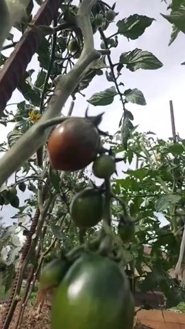 The media file displays a close-up, low-angle view of tomato plants. The foreground is dominated by several green tomatoes, with one larger, ripe tomato showing a reddish-brown hue. These are attached to thick, woody stems that are supported by a metal rebar structure. The background consists of more tomato plants with green leaves and smaller, unripe tomatoes, as well as a cloudy sky. The scene appears to be outdoors, likely in a garden or farm, given the presence of plants and support structures. The lighting suggests it is daytime, possibly overcast due to the cloudy sky. There is no discernible text in the media file.