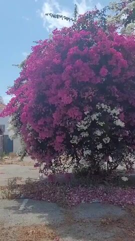 A tree with vibrant pink and white flowers is shown in this video. The tree is covered in a dense display of blooms, with the pink flowers dominating the majority of the tree and the white flowers interspersed. The tree is situated outdoors, with a paved surface in the foreground that appears to be a parking lot or road. Scattered on the ground around the base of the tree are fallen pink petals, indicating that the flowers are actively shedding. The background shows a blue sky with some clouds and a glimpse of a building. The camera slowly pans to the right, offering a slightly different perspective of the flowering tree. No people are visible in the video.